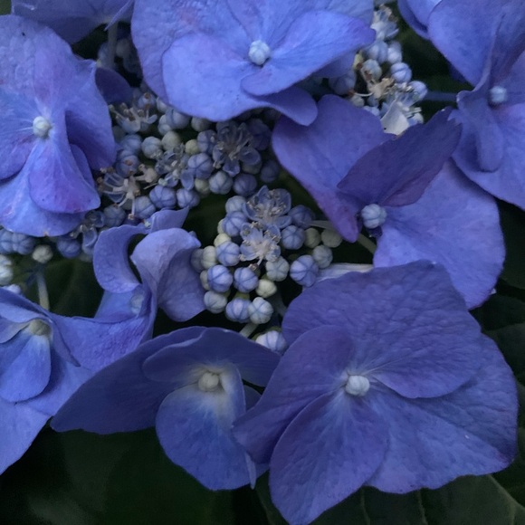 Meet your Posher, Irena - Picture 3 of 7